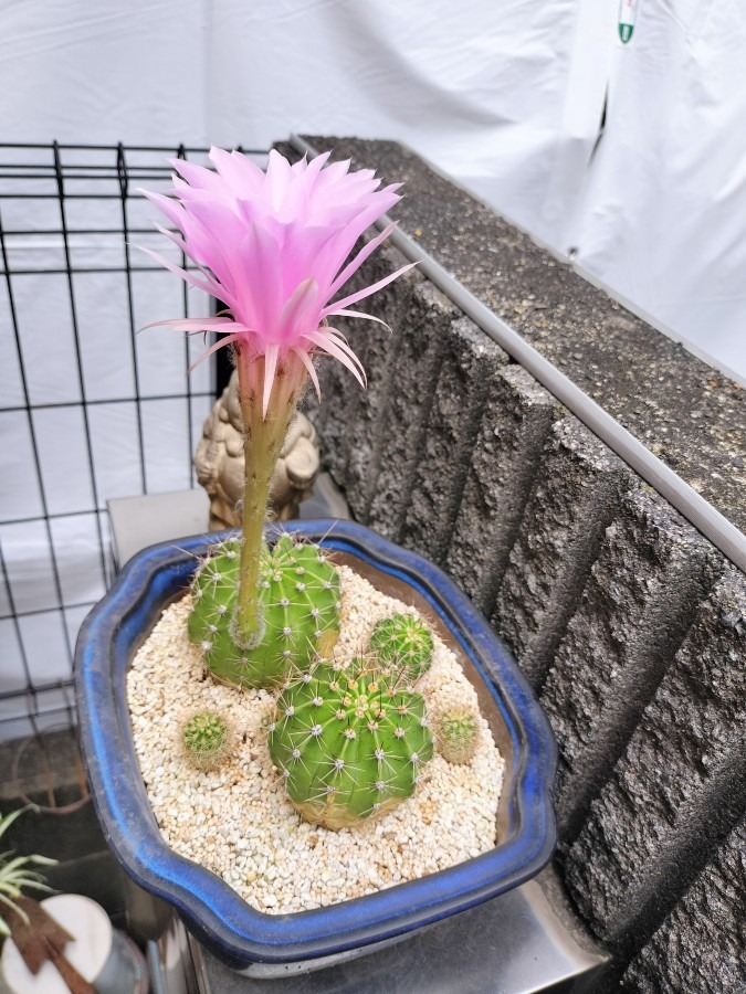 サボテンの花