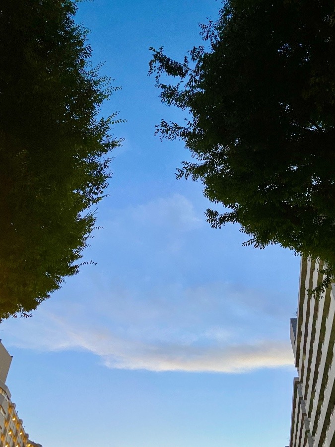 酷暑の夕暮れの空　緑の大樹と青い空　マンション
