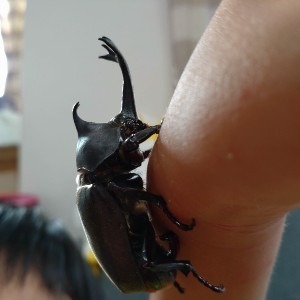 カブトムシ