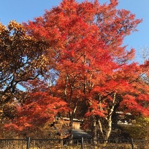 宮川ひろ子